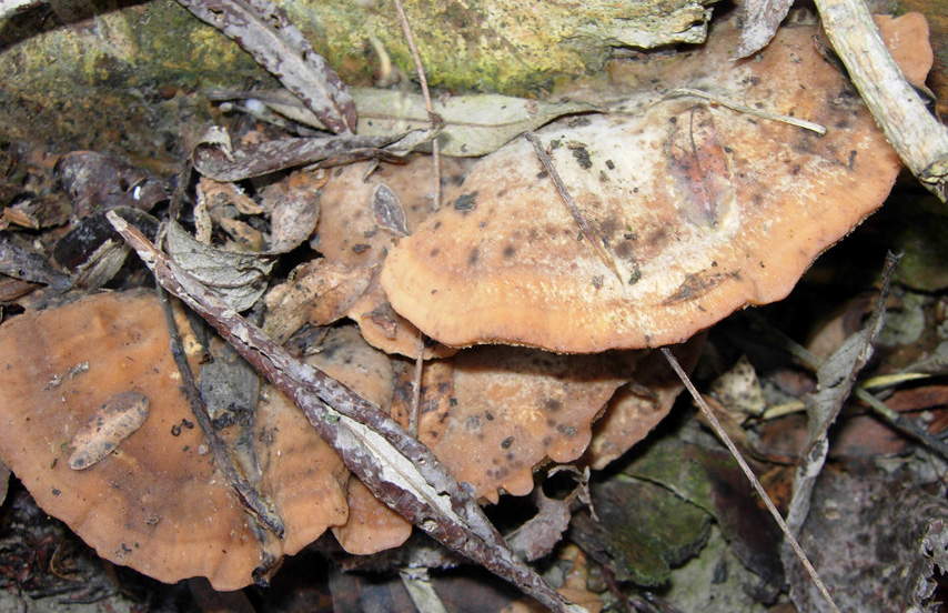 Lignicolo da determinare (Bjerkandera fumosa)